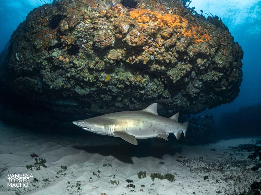 Bondi: Shark Dive at Bushrangers Bay for Certified Divers - Grey nurse sharks at Bushrangers Bay, just 2 hours from Bondi