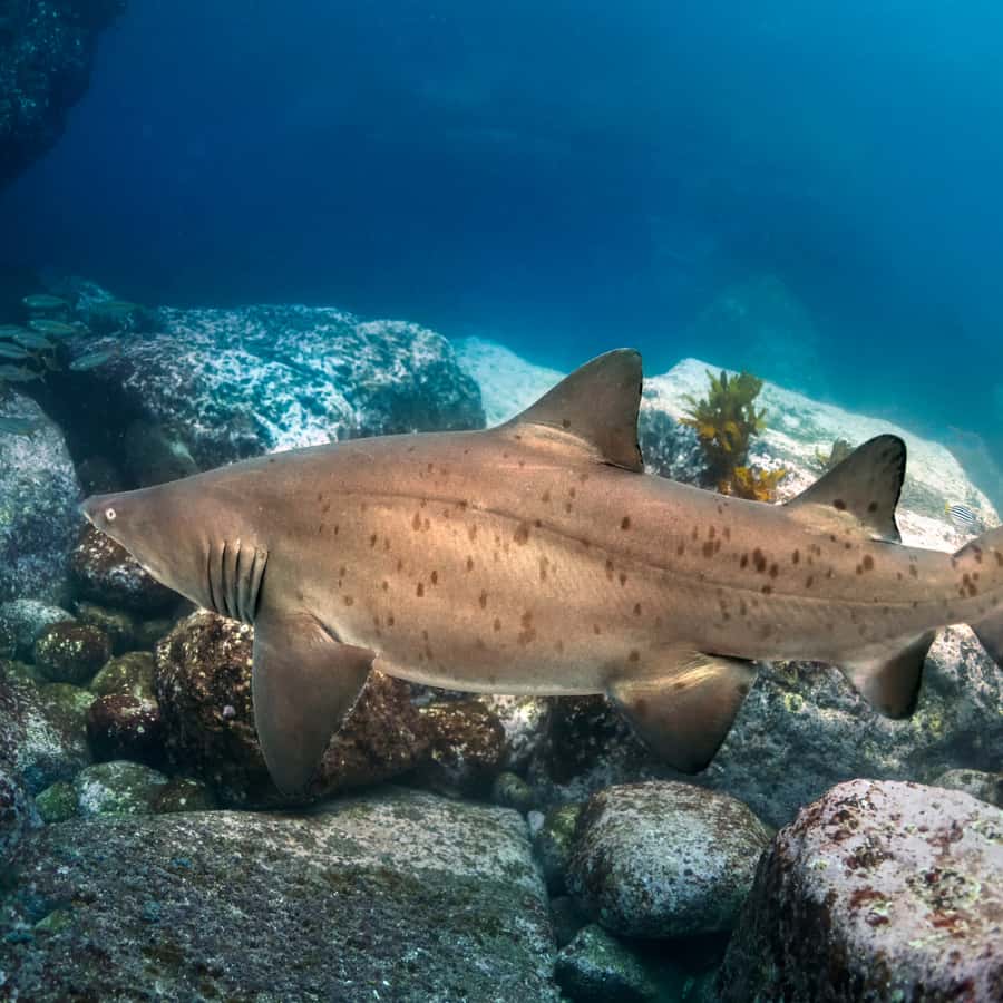 Bondi: Shark Dive at Bushrangers Bay for Certified Divers - Meeting at Bondi, then a smooth run down to Shellharbour