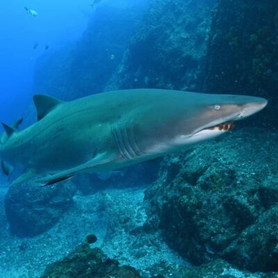 Shark Dive at Bushrangers Bay for Certified Divers