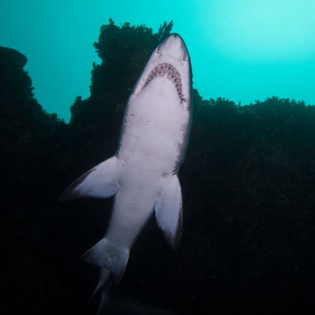 Bondi: Shark Dive at Bushrangers Bay for Certified Divers - Two guided shore sessions: what the day feels like