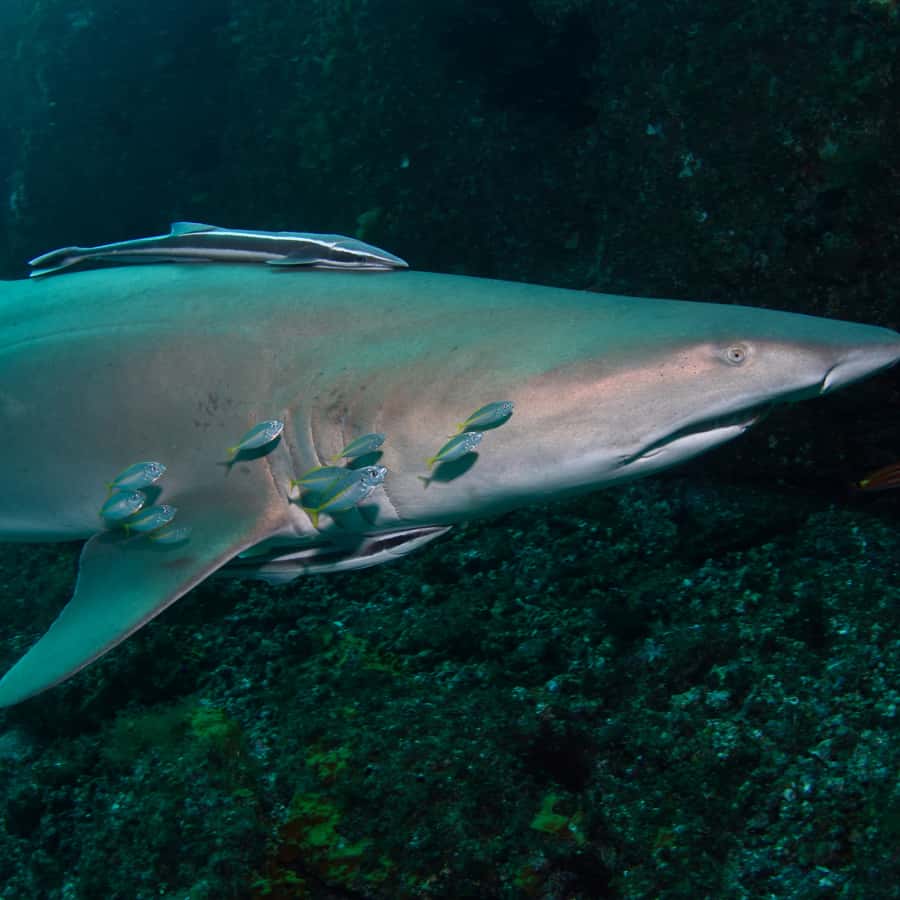 Bondi: Shark Dive at Bushrangers Bay for Certified Divers - Should you book the grey nurse shark scuba encounter?