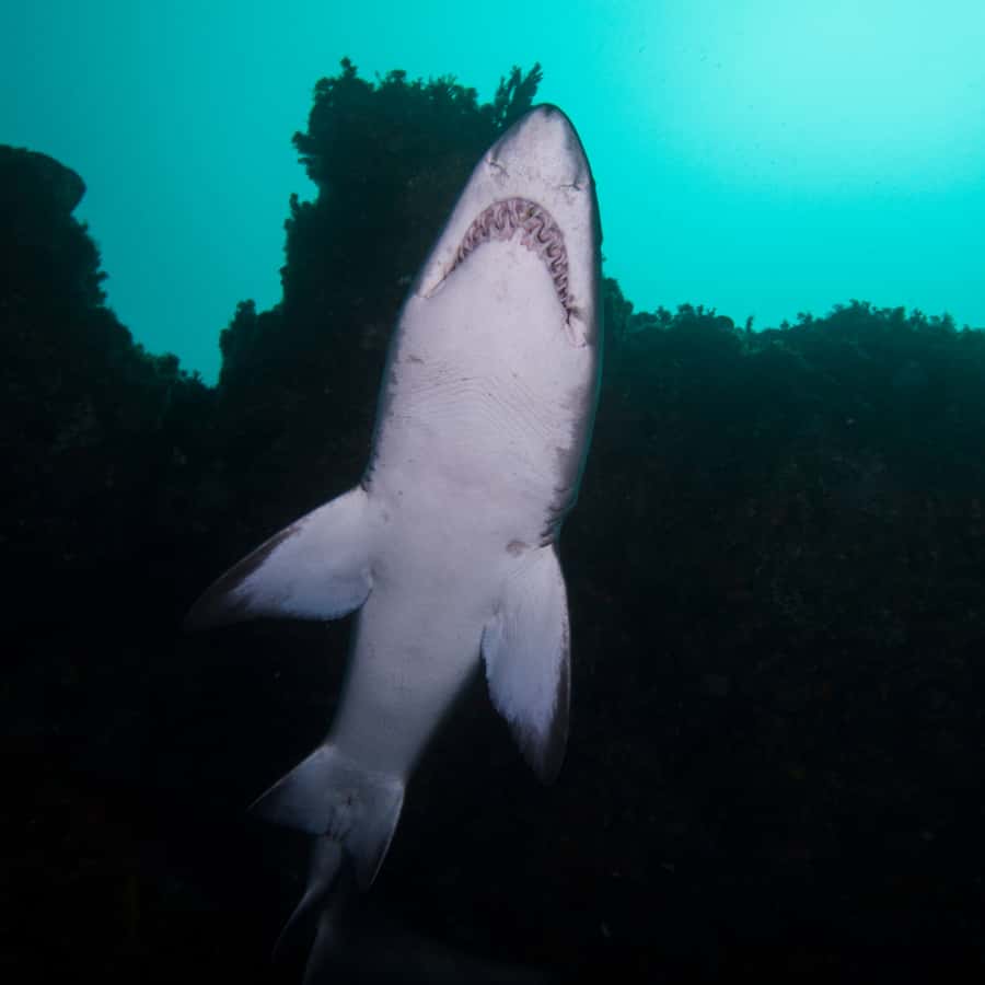 Bondi: Shark Dive at Bushrangers Bay for Certified Divers - FAQ