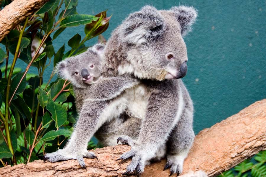 Breakfast with Koalas at WILD LIFE Zoo Darling Harbour - The 07:30 Highlights Tour: Seeing Animals When They Actually Feel Like Animals