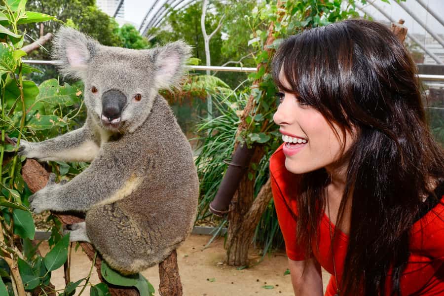 Breakfast with Koalas at WILD LIFE Zoo Darling Harbour - Breakfast With Koalas (08:30 to 09:30): Food, Feeding, and a Rare View