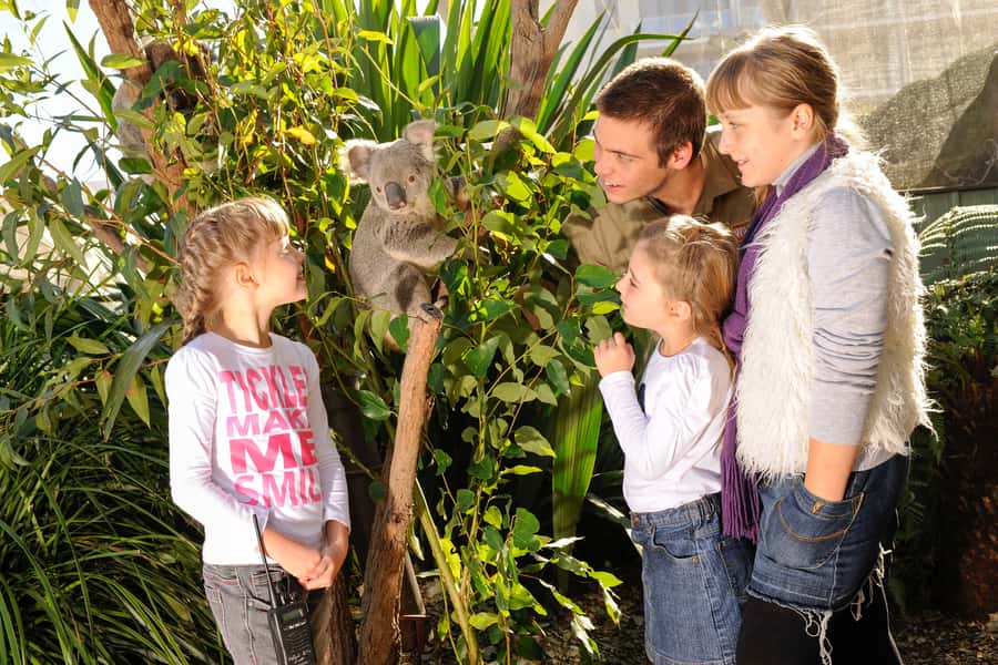 Breakfast with Koalas at WILD LIFE Zoo Darling Harbour - The Koala Talk: Turning Cute into Meaningful