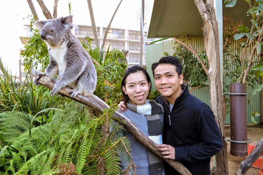 Breakfast with Koalas at WILD LIFE Zoo Darling Harbour - Value Check: Is $63 Worth It for What You Get?