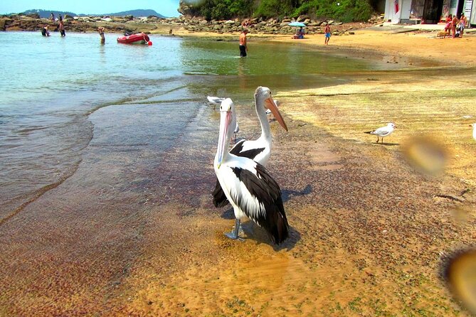 Central Coast Private Day Tour | Beaches, Bays and Wildlife & Reptile Park Entry - Brisbane Water National Park passes: bushland and edge-of-park fishing villages