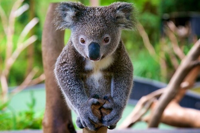 Central Coast Private Day Tour | Beaches, Bays and Wildlife & Reptile Park Entry - Who this Central Coast tour fits best