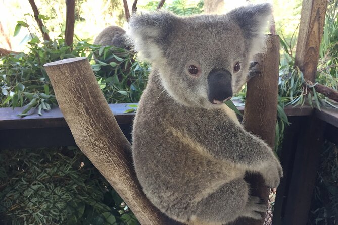 Central Coast Private Tour From Sydney, with Australian Reptile Park Option - Ettalong Beach time: a break with an easy lunch option