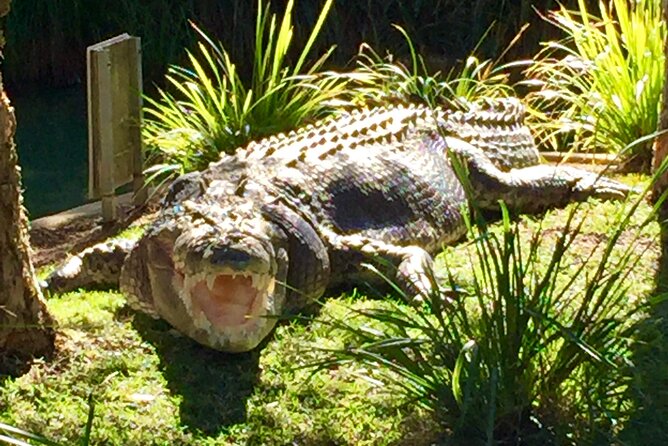 Central Coast Private Tour From Sydney, with Australian Reptile Park Option - The Entrance pelican feeding: simple, famous, and timed for fun
