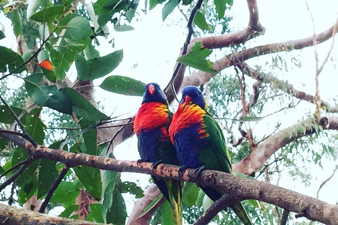 Central Coast Private Tour From Sydney, with Australian Reptile Park Option - Crackneck Lookout coast walk: whale-season hope from a real viewpoint