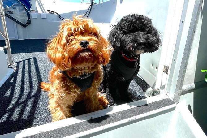 Dogs on Deck Harbour Cruise - Key things I’d plan for before you go