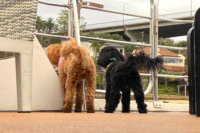 Dogs on Deck Harbour Cruise - Food, drinks, and onboard amenities that matter