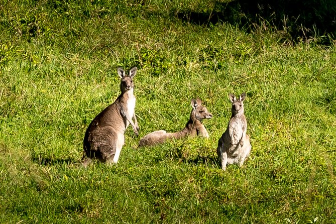 Escape Sydney: Sea Cliff Bridge, Wildlife, Kiama Coast Private - What is actually included, and why it adds value