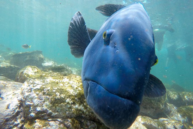 Explore Sydney's Botanic Gardens In a Series of Fun Cryptic Clues - Price and value for a two-hour Sydney Botanic Gardens scavenger hunt