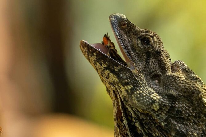 Featherdale Wildlife Park with Exclusive Private Transfers - Sydney Olympic Park: a quick Olympic-era stop on the way