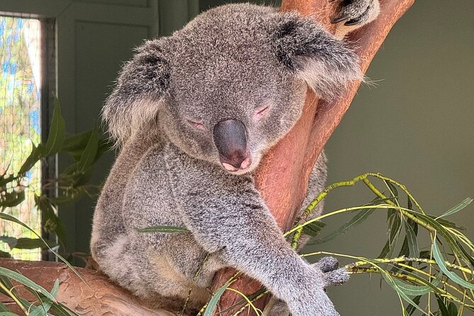 Featherdale Wildlife Park with Exclusive Private Transfers - How the guide changes the whole feel (Pramsue and Chirag stand out)