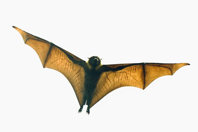 Flying Fox Experience, Thousands of Australia's Largest Bat - Key highlights you’ll care about