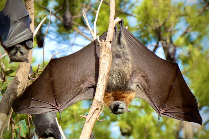 Flying Fox Experience, Thousands of Australia's Largest Bat - Small Group Viewing That Keeps the Moment Intact