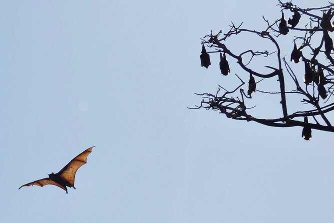 Flying Fox Experience, Thousands of Australia's Largest Bat - The Reserve Time: Wings, Calls, and a Lot of Activity
