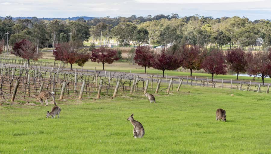From Sydney: All Inclusive Boutique Hunter Valley Wine Tour - Three winery tastings with up to 20 wines and a guide you can ask questions to