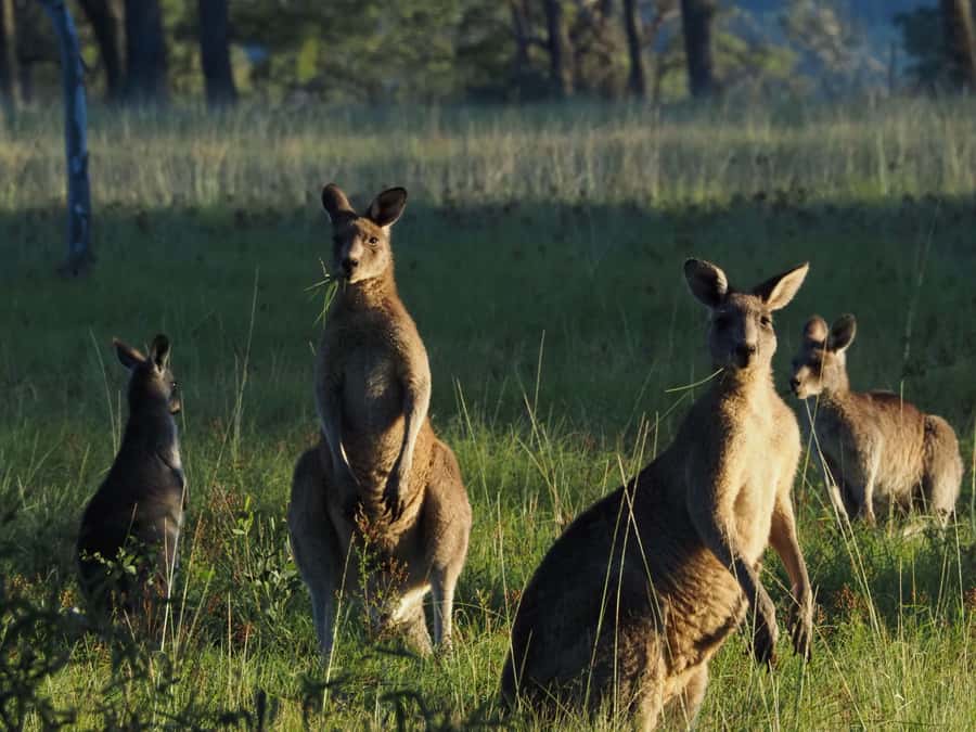 From Sydney: Australian Wildlife Safari with Lunch & Dinner - Key Things I’d Watch For on This Sydney Wildlife Safari