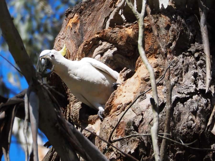 From Sydney: Australian Wildlife Safari with Lunch & Dinner - What to Bring, What to Wear, and How to Be Comfortable