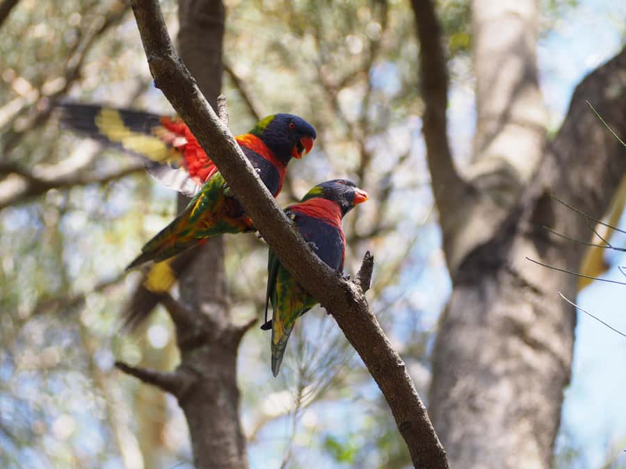From Sydney: Australian Wildlife Safari with Lunch & Dinner - Meeting at Circular Quay, Then Switching to Safari Mode
