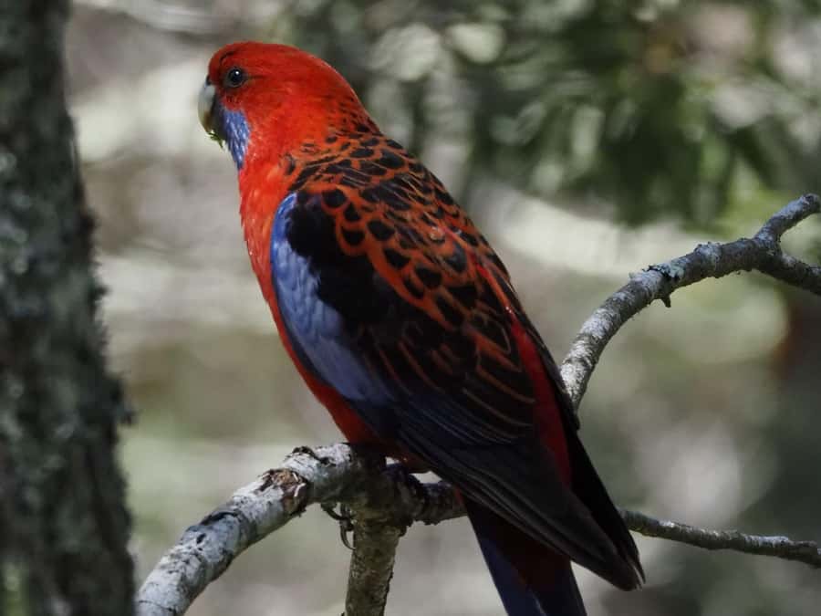 From Sydney: Australian Wildlife Safari with Lunch & Dinner - Lunch Break: Gourmet Wraps, Juice, and a Calm Reset
