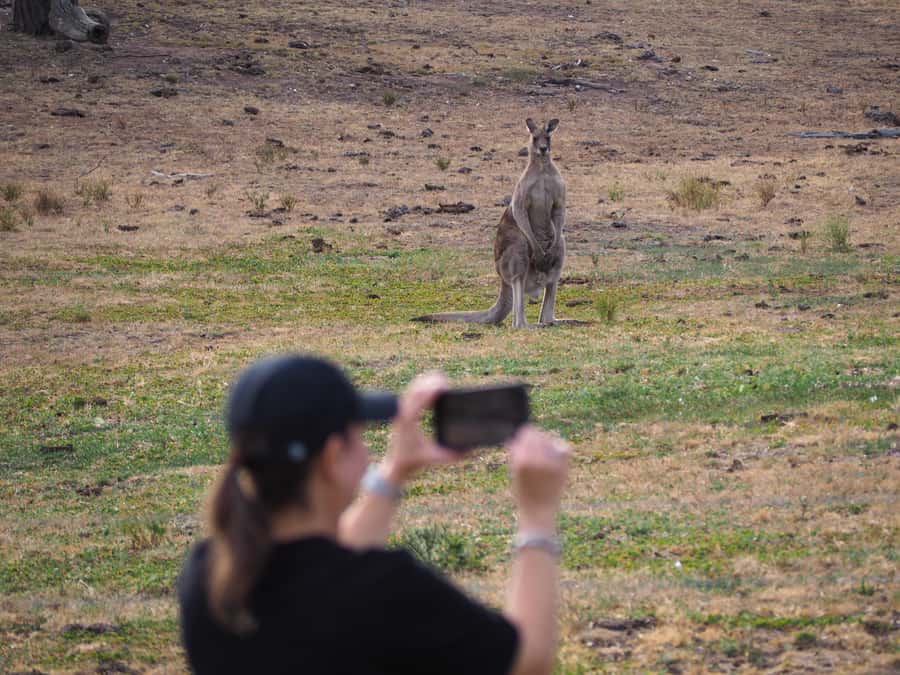 From Sydney: Australian Wildlife Safari with Lunch & Dinner - Kangaroos, Wallabies, and the Platypus Thread