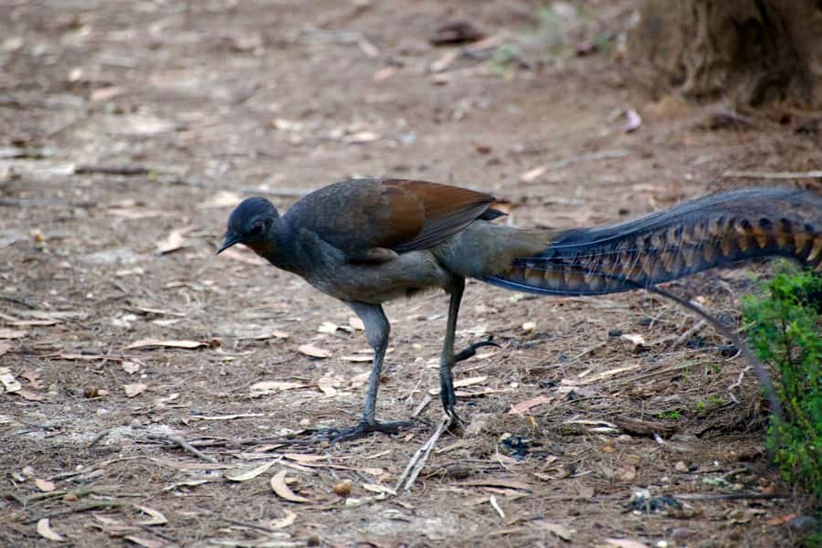 From Sydney: Australian Wildlife Safari with Lunch & Dinner - Historic Pub Dinner, Then the Real Night Search Begins