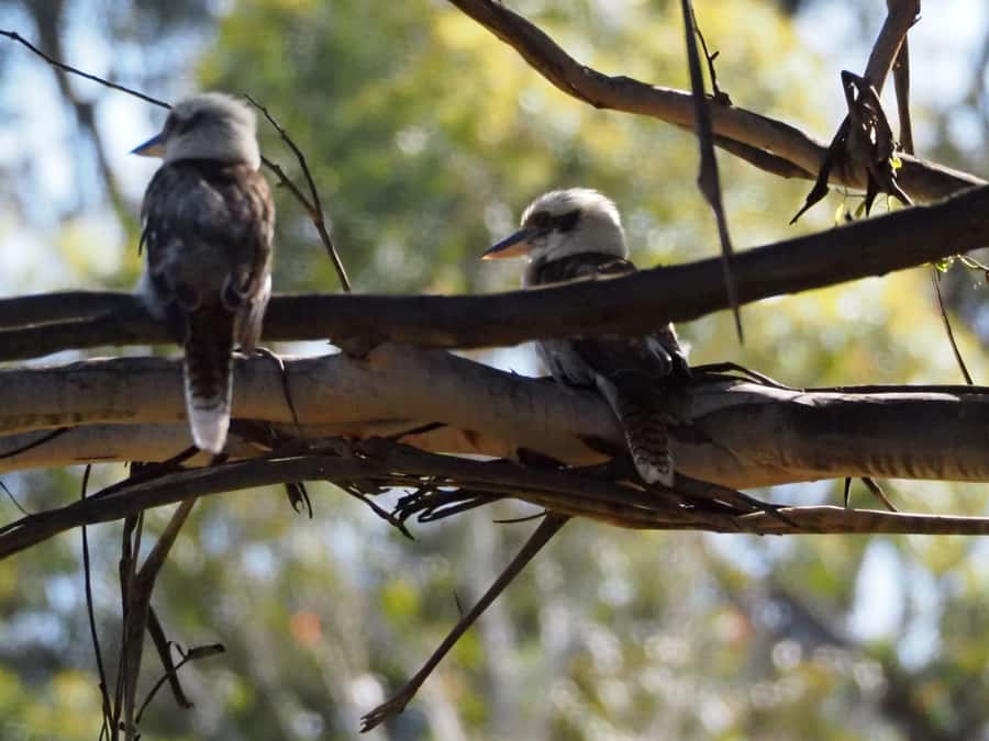 From Sydney: Australian Wildlife Safari with Lunch & Dinner - Entering Southern Highlands Bushland With Tracking Skills (Not Just Guesswork)