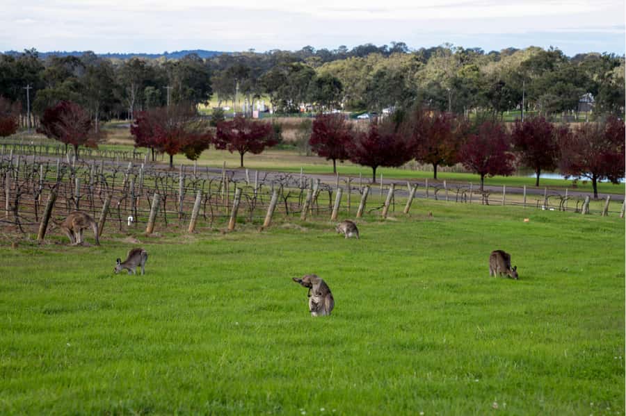 From Sydney: Award-Winning Hunter Valley Wine & Cheese Tour - Common hiccups to plan for