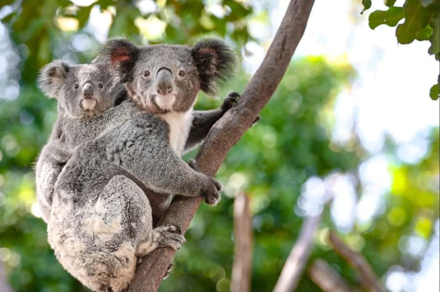From Sydney: Blue Mountains and Featherdale Tour - Key things that make this tour worth your time