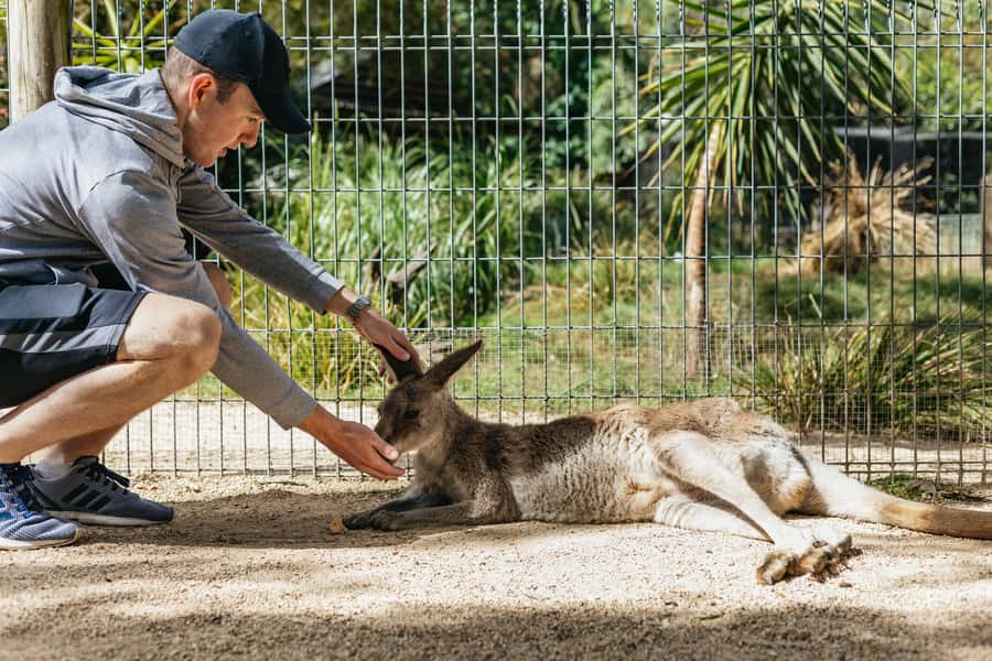 From Sydney: Blue Mountains Full-Day Trip - The Big Picture: A Blue Mountains Day That Feels Packed, Not Chaotic