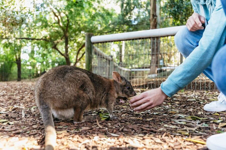 From Sydney: Blue Mountains Full-Day Trip - Leura Village Lunch and Browsing: A Real Break From the Schedule