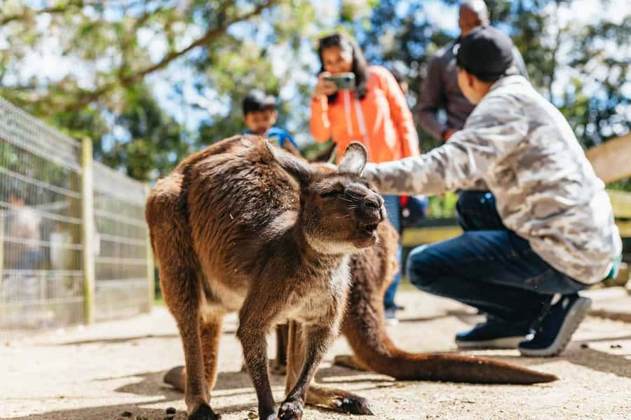 From Sydney: Blue Mountains Full-Day Trip - Guides and Group Energy: Why It Feels Smooth
