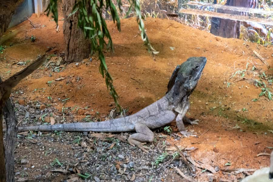From Sydney: Blue Mountains, Scenic Railway, & Sydney Zoo - Should You Book This Blue Mountains and Zoo Day Trip?