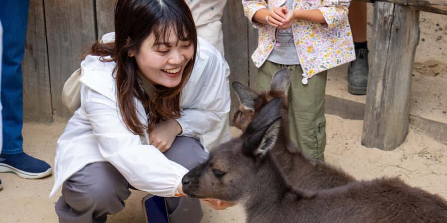 From Sydney: Blue Mountains, Scenic Railway, & Sydney Zoo - Katoomba Scenic World: The Steep Railway Plus Two Aerial Rides