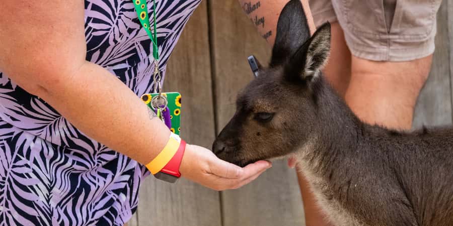From Sydney: Blue Mountains, Scenic Railway, & Sydney Zoo - How the Day Wraps Up at Homebush Bay Ferry Wharf