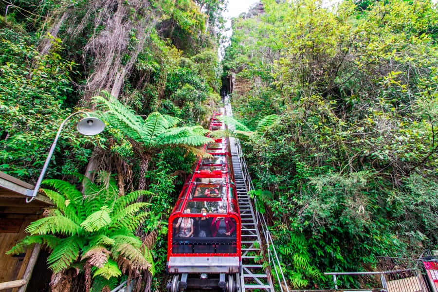 From Sydney: Blue Mountains, Scenic World, Zoo, & Ferry Ride - Key highlights you’ll feel immediately