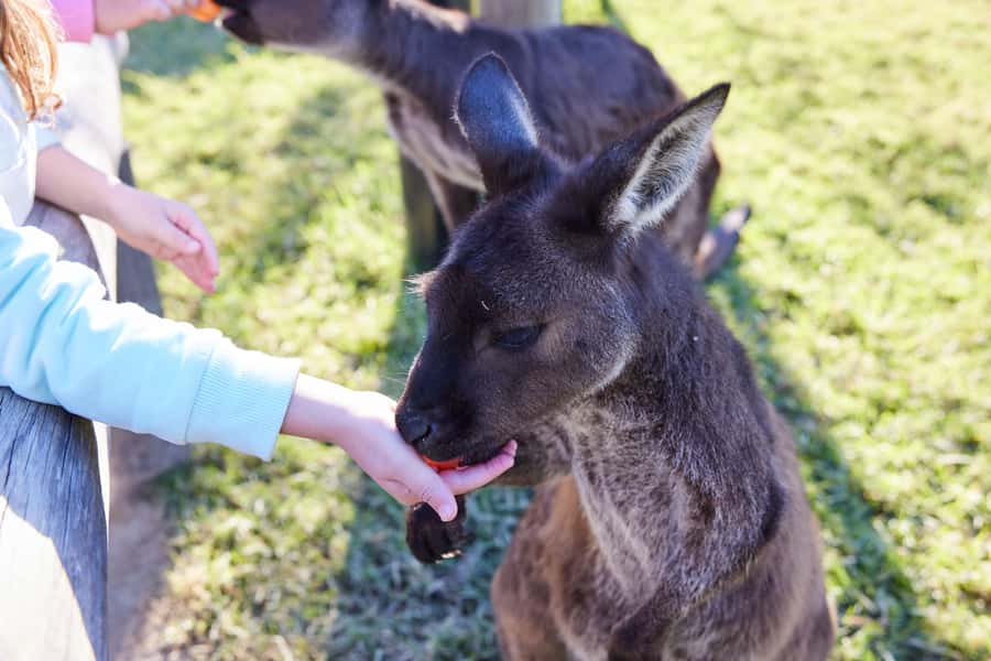 From Sydney: Blue Mountains, Scenic World, Zoo, & Ferry Ride - Pace, comfort, and who should skip this tour