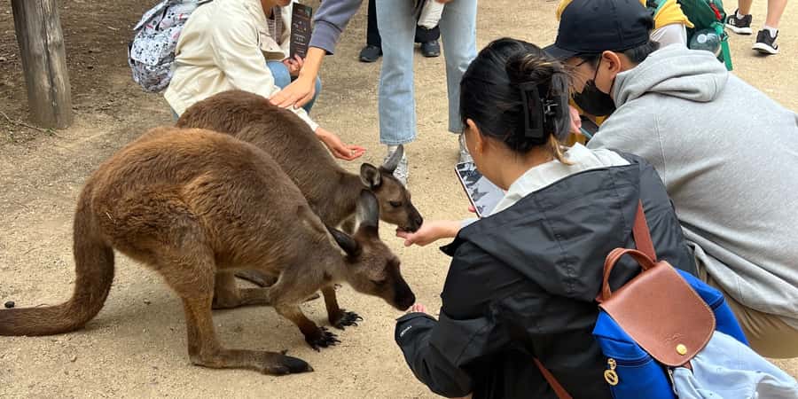 From Sydney: Blue Mountains, Sydney Zoo & Walking Tour - Key points to know before you go