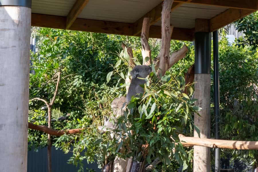 From Sydney: Blue Mountains, Sydney Zoo & Walking Tour - Leura break for lunch and shopping, a small reset you’ll appreciate