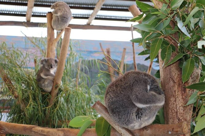 From Sydney: Blue Mountains with Zoo, Koala Photo & Scenic World - Guide energy and the group size, why the names matter