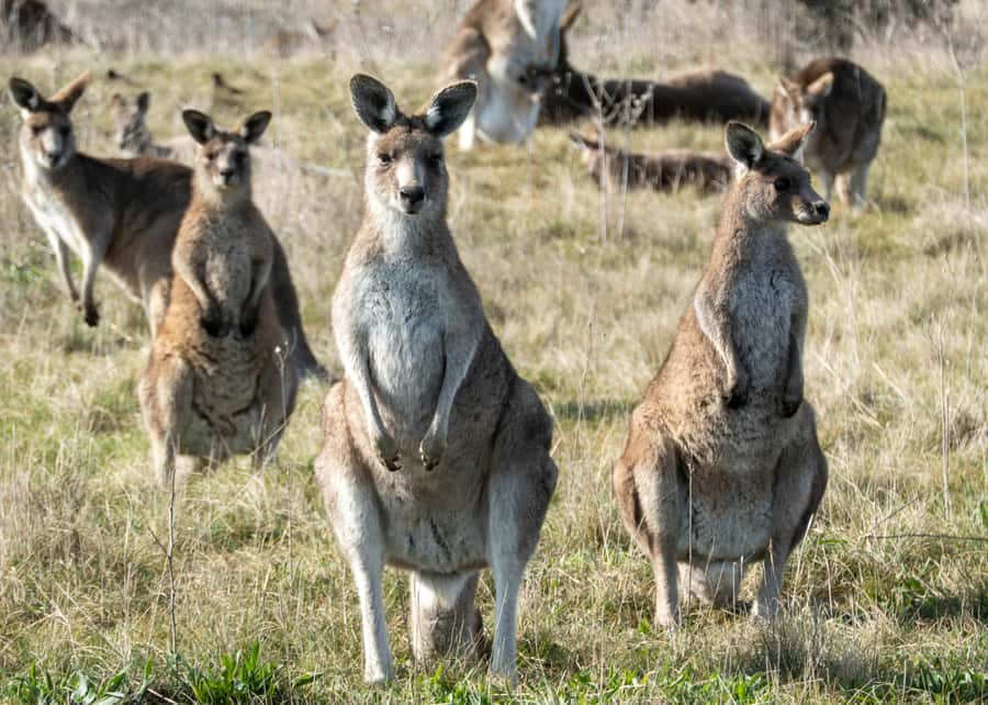 From Sydney: Full-Day Tour to Canberra - Key highlights