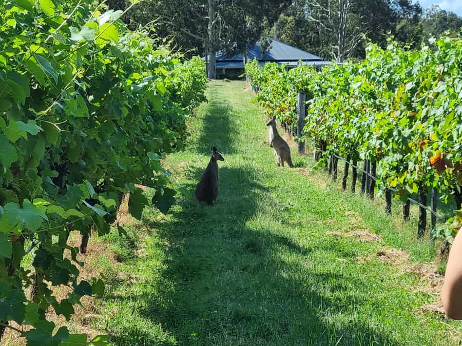 From Sydney: Hunter Valley Beer & Wine Group Tour - Price and what you actually get for $159 per person
