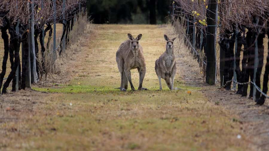 From Sydney: Hunter Valley Wine Tasting & Winery Picnic Tour - The Rotating Wineries: How To Think About Bimbadgen, De Bortoli, and More