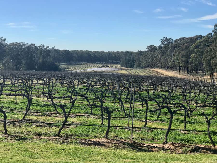 From Sydney: Hunter Valley Wine Tasting & Winery Picnic Tour - Sobels Winery: Behind-The-Scenes, Then Tastings