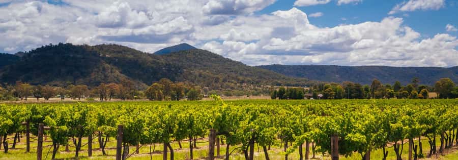 From Sydney: Luxury Hunter Valley Private Tour - Who this tour suits best